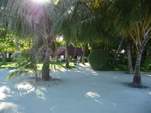 热带沙滩树林阳光美景