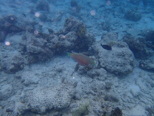 海底礁石旁的艳丽小鱼