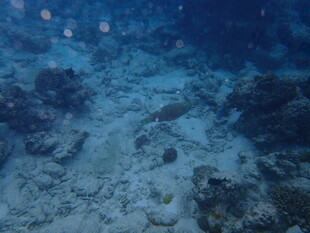 海底珊瑚礁景观