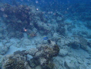 海底珊瑚礁景观