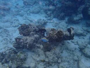 海底神秘珊瑚礁