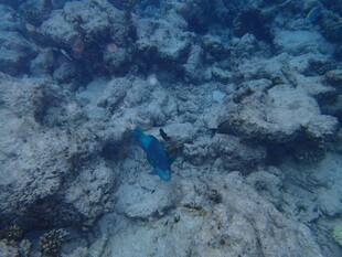 海底世界中的蓝色小鱼