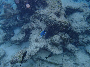 海底珊瑚丛中的蓝色小鱼