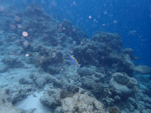 海底珊瑚礁景观