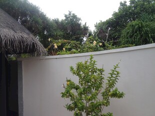 庭院绿植与茅草屋顶景观