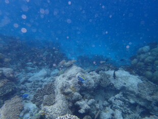 海底珊瑚礁景观