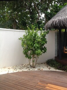 庭院木质露台绿植景观