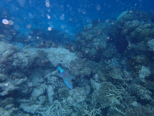 海底珊瑚间的蓝色小鱼