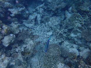 海底世界中的蓝色小鱼