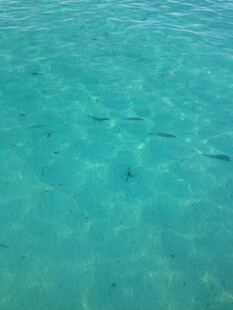 清澈海水中的游动小鱼