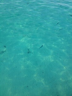 清澈海水中的几只游动生物