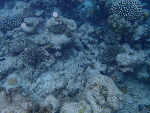 海底多彩珊瑚景观