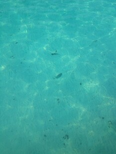 清澈海水中的灵动小鱼