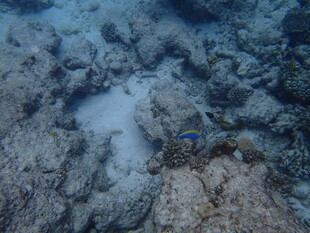 海底珊瑚礁景观