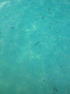 清澈海水中的游动小鱼