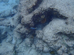 海底洞穴中的神秘生物