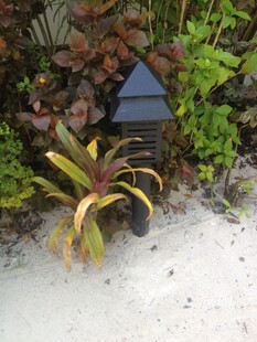 花园中的别致太阳能小灯