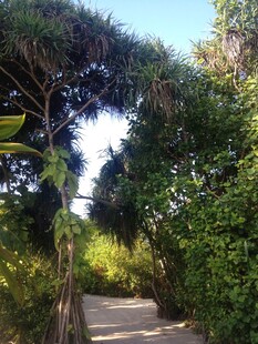 林间小径 绿意盎然的景致