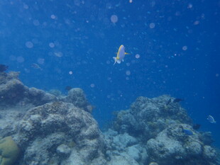 马尔代夫海底潜水景观