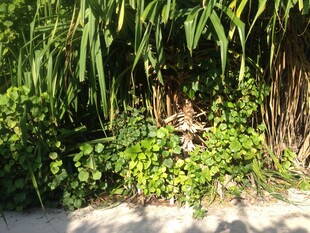 马尔代夫绿植丛中的隐秘景象