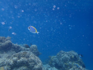 马尔代夫海底游鱼与珊瑚景观