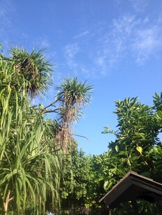 马尔代夫热带绿植景观