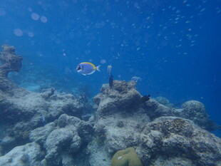 马尔代夫海底珊瑚与游鱼景观