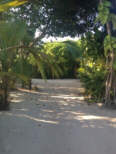 马尔代夫热带林间沙径