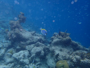 马尔代夫海底珊瑚礁与游动的鱼