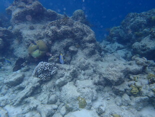 马尔代夫海底珊瑚礁景观