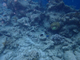 马尔代夫海底景象