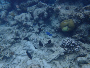 马尔代夫海底珊瑚礁与小鱼景观