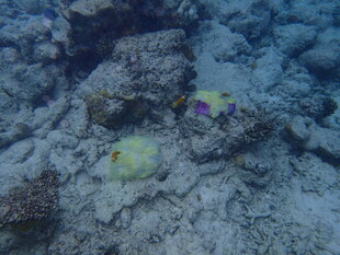 马尔代夫海底多彩小鱼与珊瑚