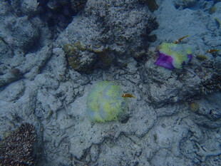 马尔代夫海底多彩珊瑚与鱼类景观