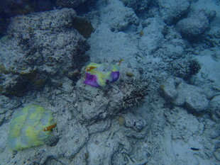 马尔代夫海底多彩珊瑚与礁石