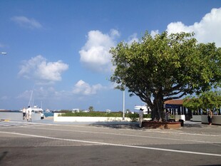 马尔代夫海边道路旁的绿树与蓝天