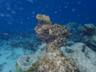 海底独特珊瑚礁景观