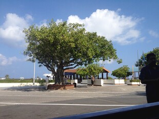 马尔代夫路边繁茂大树与开阔天空