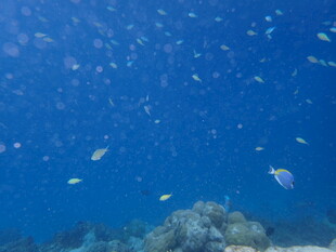 海底缤纷世界 群鱼珊瑚景