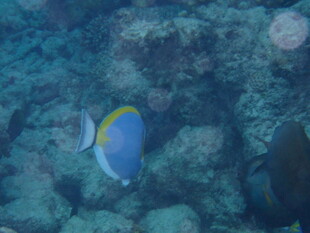 马尔代夫海底蓝黄相间的美丽海鱼