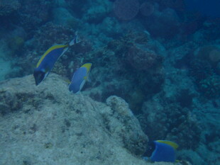 马尔代夫海底游弋的多彩热带鱼