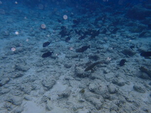 马尔代夫海底沙景与漂浮物