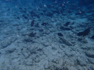 马尔代夫海底世界的沙石景观