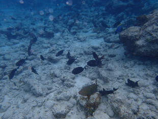 马尔代夫海底世界的多彩鱼类