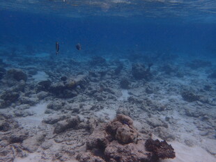 马尔代夫海底珊瑚景观