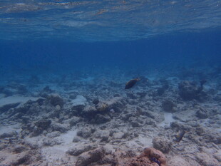 海底珊瑚礁景观