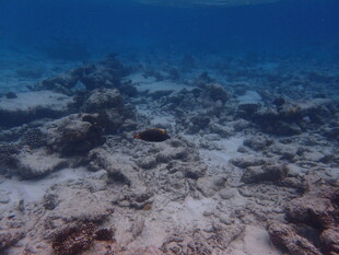 海底珊瑚礁景观