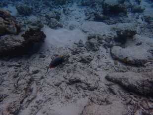 海底景象中的神秘生物