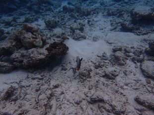 海底景象中的小鱼与礁石