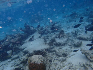 海底珊瑚礁景观